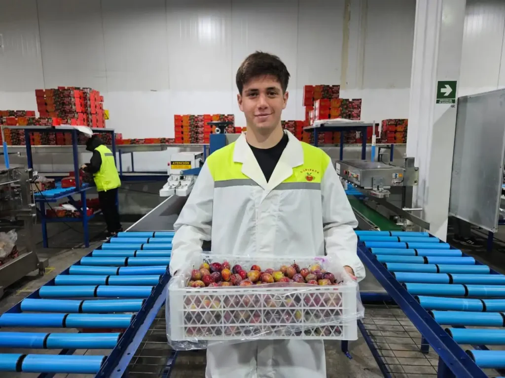 Agrícola Bridge inicia periodo de cosecha y secado